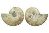 Cut & Polished, Agatized Ammonite Fossil - Madagascar #348984-1